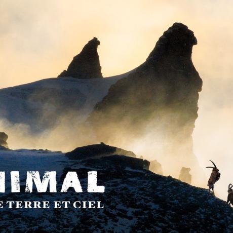 ANIMAL, entre Ciel et Terre - ANIMAL, entre Ciel et Terre
