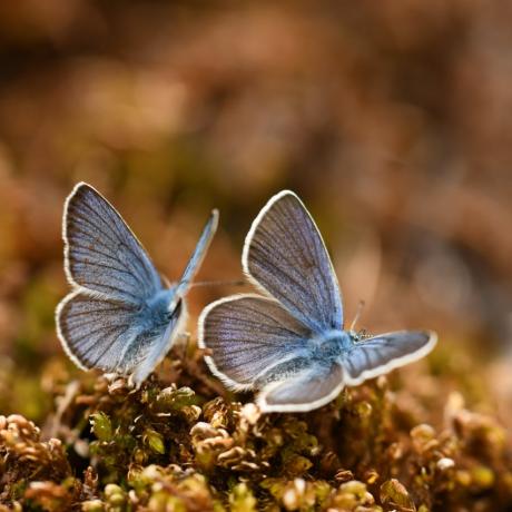 Biodiversité : connaître pour protéger - Azurés
